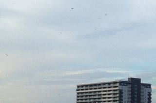 IMG_8245.jpg