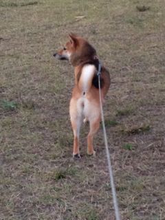 IMG_9333.jpg