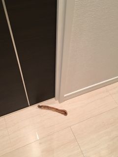 IMG_9335.jpg