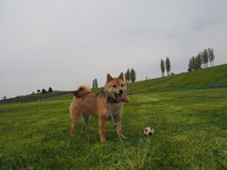 P4300093.jpg