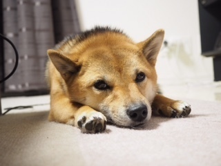 image.jpeg
